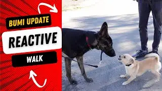 Crazy leash reactive dog goes on a walk
