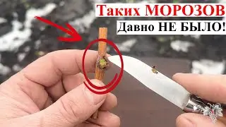 Таких МОРОЗОВ Давно НЕ БЫЛО! ВЫЖИЛИ ли ПОЧКИ ВИНОГРАДА? ❄️