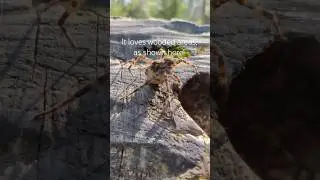 dark fishing spider (location: Ontario, Canada, Logging Museum Trail, Algonquin Provincial Park)
