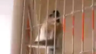 Monkey Scream