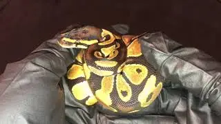 Ball Python Hatchling Female Orange Dream