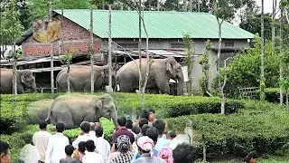 PEACEFULLY ELEPHANTS GOING THOUGH THE VILLAGE. YOUNG PEOPLE AND STUDENTS CAME TO WATCH THEM .