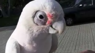 New Rescue: Bare Eyed Cockatoo