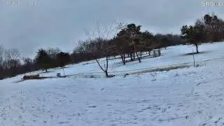 showmo Live Stream