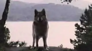 Wilderness - Wolf Morph 5