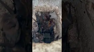Bat Problems?