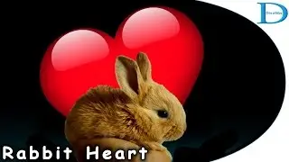 Rabbit Heart by Dianddra ❤️ Florence + Machine Cover