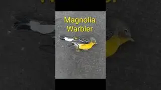 Cute little warbler on ground