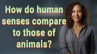 How do human senses compare to those of animals?
