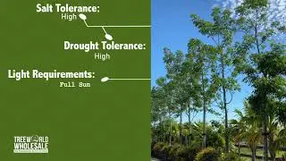 Bursera Simaruba   Gumbo Limbo V01