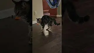 Send this to that one friend you share weird videos with. #catsbeingweird