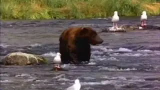 el oso gay