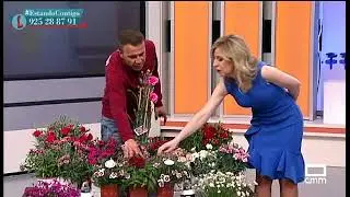 Clase de jardinería: claveles - Estando Contigo