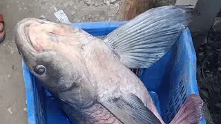 Amazing fish cutting skills live in bd fish market today Alean Fatema - Wellness Path is live