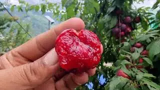 BLACK DIAMOND PLUM  RMS BAKHOL 2023