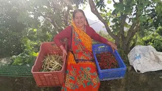 कल को कोजागरी पूर्णिमा व्रत असौज माह की दिनचर्या गांव पहाड़ से 