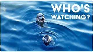 Up Close With These Cute Harbor Seals 🦭 