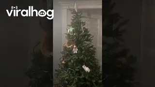 Orange Cat Knocks Over Christmas Tree || ViralHog
