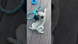 Cute pugs and corn vibes #pugs #dogs