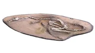 Paleontologists who study an unusual fossil have identified a new dinosaur related to velociraptor