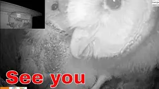 🦉 Three Barn Owl Nestlings Get a Close-Up | University of Florida