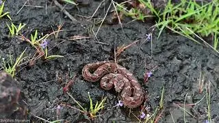 Saw-scaled viper attack 