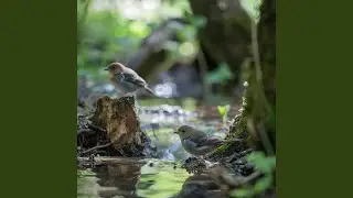 Feline Serenity in Birdsong Waves