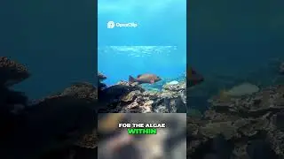 Coral Reefs 🪸 How Tiny Algae Power Entire Ocean Ecosystems