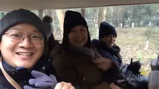 A Trip To See More Than 100 Pandas