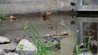 Louisiana Waterthrush at Gilman Park in Fullerton CA 1