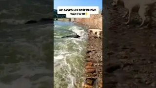 Hero Dog Saves His Best Friend from Drowning | Heartwarming Dog Rescue