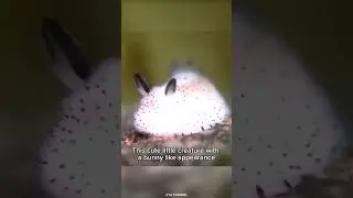 Sea Bunny: The Cutest Ocean Creature