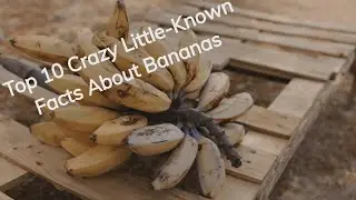 Top 10 Crazy Little-Known Facts About Bananas||interesting facts about bananas