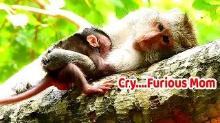 Strongly Hug- Block milk | Extremely cry newborn Jinx much angry mom hug tightly hard to get milk