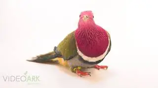 A pink-headed fruit dove (Ptilinopus porphyreus) at the Toledo Zoo.