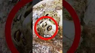 Огромная морская черепаха просит убрать морских желудей 😱 #шорты #морские желуди
