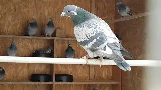 Racing pigeons loft Lithuania 2021-02-28 Спортивные голуби Литвы