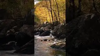 Golden River Flow 🍂 | Relaxing Autumn Forest & Soothing Water Sounds#lifewaves #natureescape #travel