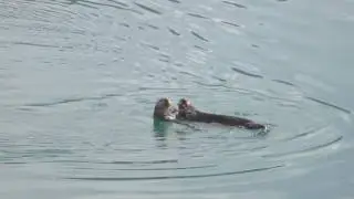 Sea Otters  near Chicagof Island Alaska 3 August 2016