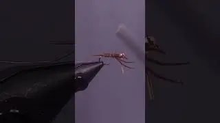 Flashback Pheasant Tail Nymph Fly tying video How to tie #flytying #flyfishing