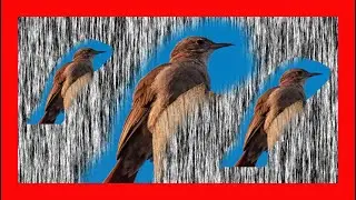 Hornero Canto - Rufous Hornero Bird Song - Furnarius Rufus