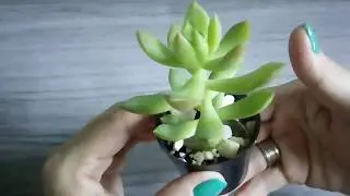 MINI SUCULENTA/POR CANAL DA LU.