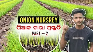 ସହଜ ପ୍ରଣାଳୀରେ ପିଆଜ ଚାରା ପ୍ରସ୍ତୁତି | Grow Onion Nursery from seeds | Part-2 