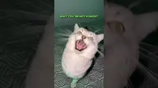 Из ниоткуда появляется Лающий Кот..