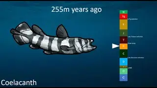 Coelacanth: An ancient fish