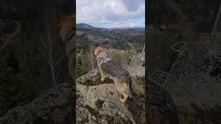 🐺 #shortvideo #youtubeshorts #fypシ #shortsfeed #follow #nature #dog #wolf