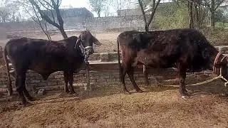 bull sale  animale dimaond  6k 