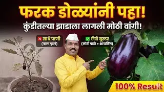 वांग्याच्या झाडावर IMC Agro Booster ची जादू! | Live Demo 🍆