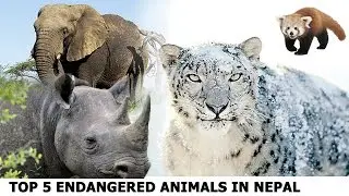 Top 5 Endangered Animals in Nepal - Top Of Nepal