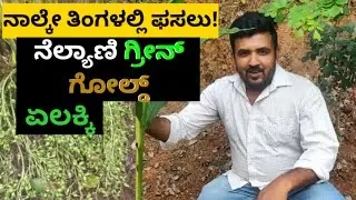 ಈ ವಿಧಾನದ ಏಲಕ್ಕಿ ಕೃಷಿ ಮಾಡಿದರೆ ನಾಲ್ಕೇ ತಿಂಗಳಲ್ಲಿ ಫಸಲು | Cardamom harvest in four months @bhuthanakadu